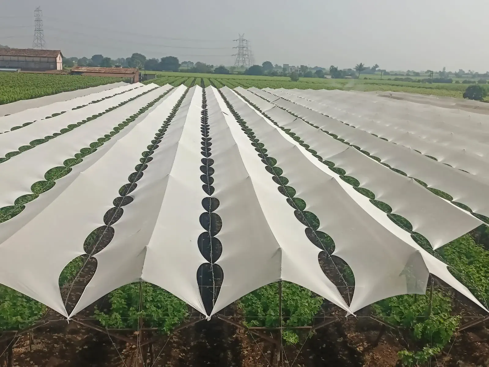NETLON CROP COVER